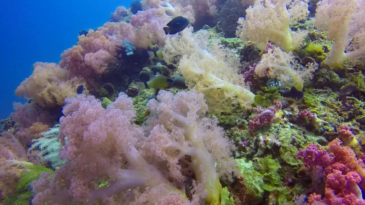 Coral gardens of Malapascua, Philippines at lighthouse dive site