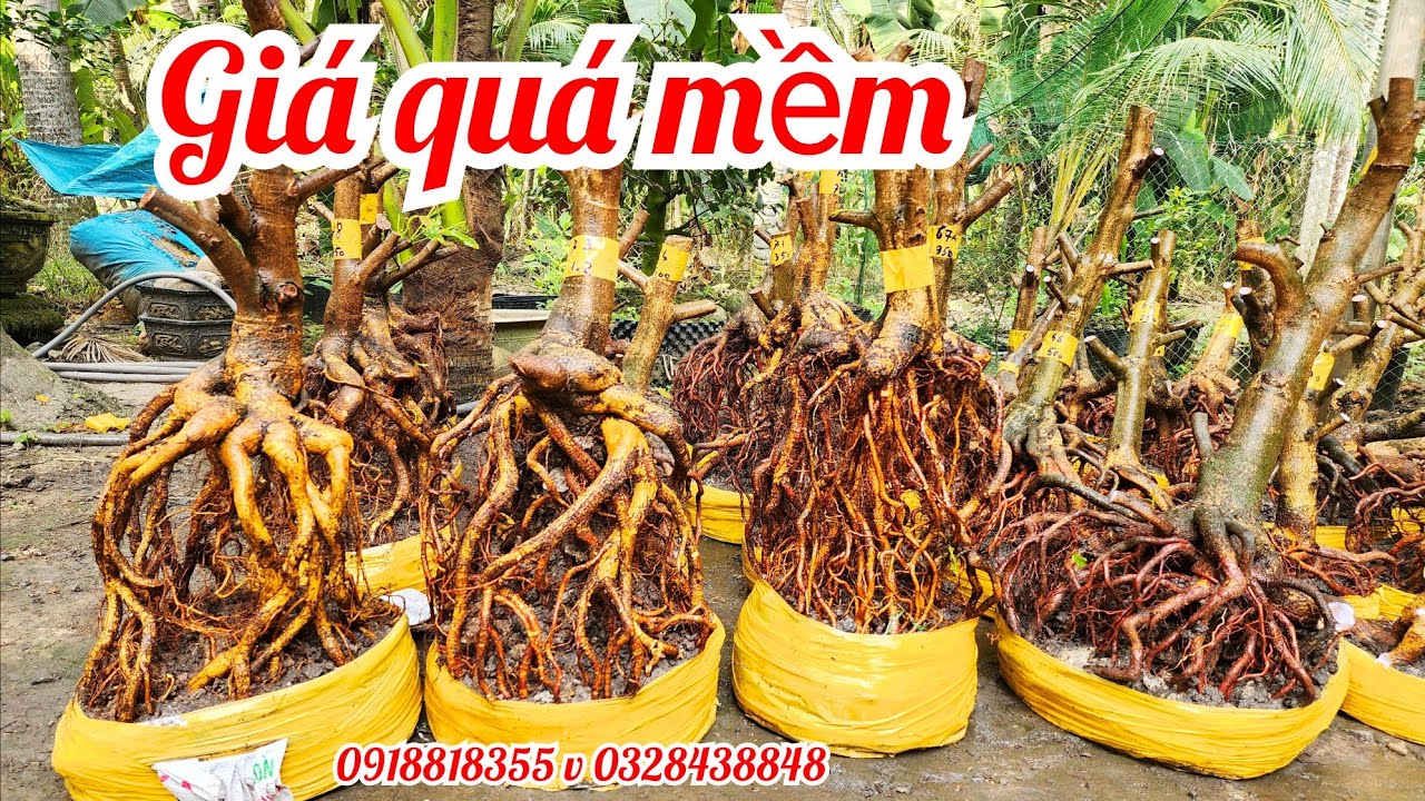 16/1 a Nên 0918818355 v 0328438848 gl lô mai phôi bonsai đẹp giá quá mềm |MaivàngThanhTâm