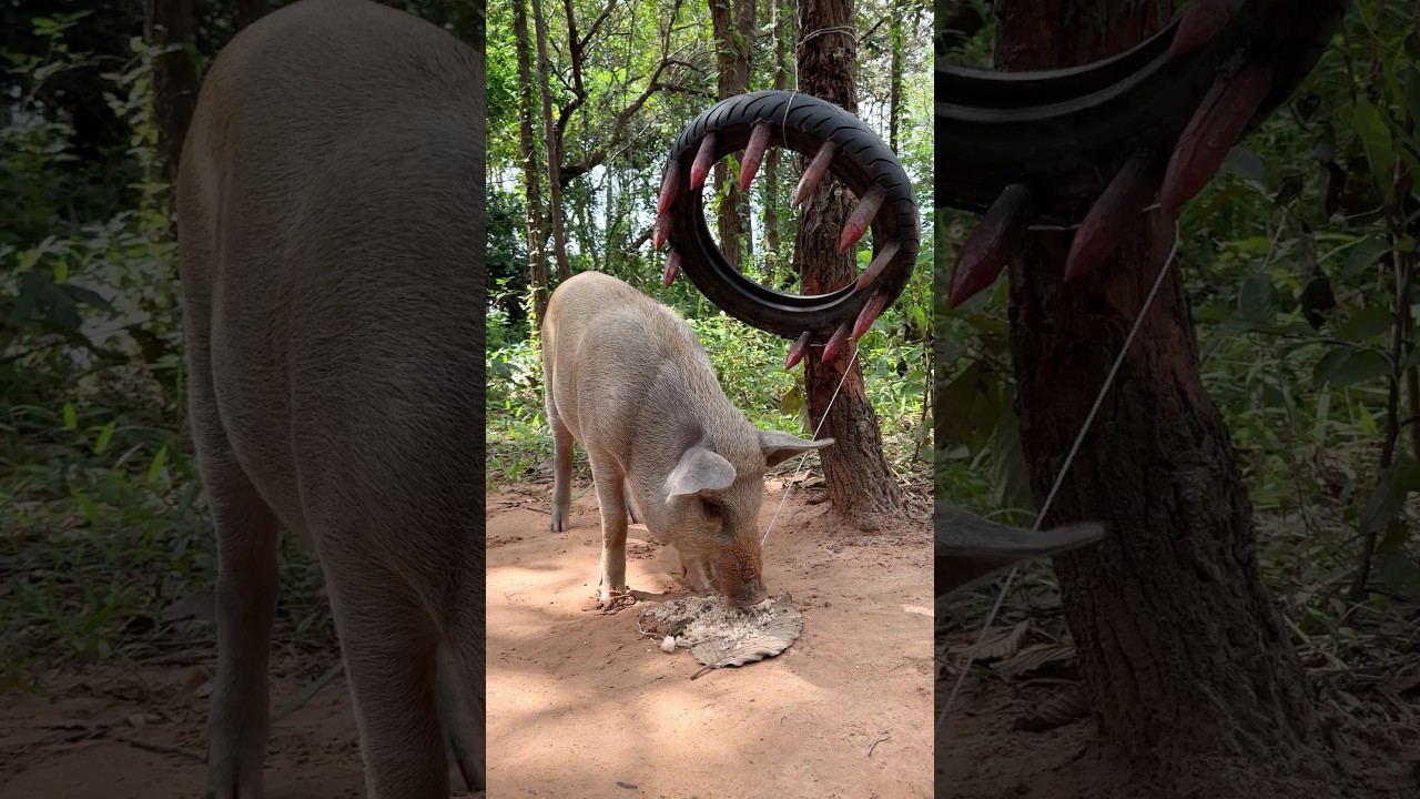 OMG!! These wild boar pig trapping tools ever 