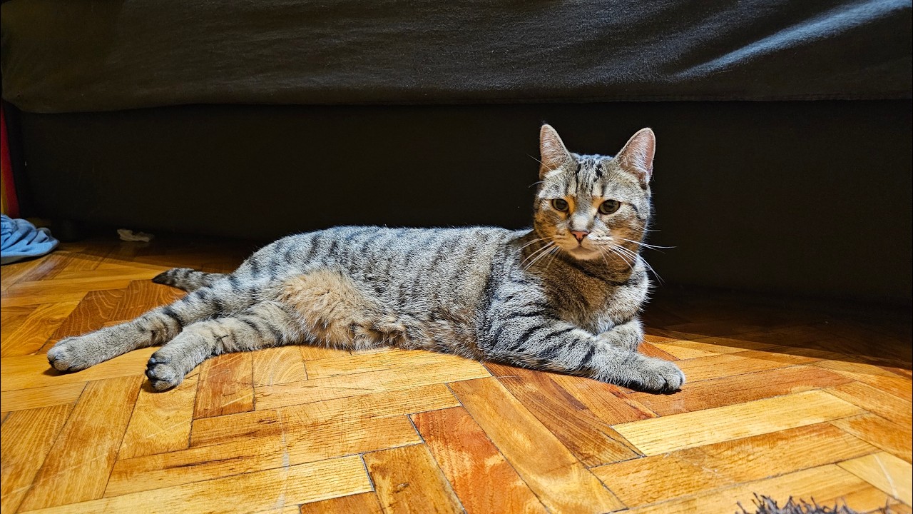 ÖRÖKBE FOGADTUNK EGY CIRMOST!