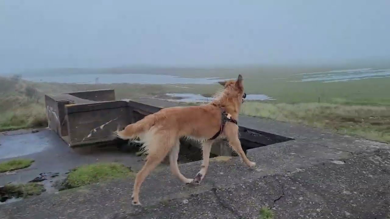 Trixie and Nyx Fanø Denmark.