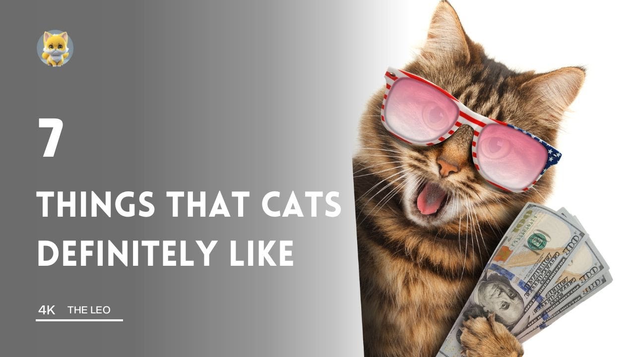 7 things that cat love the most : The ultimate cat lovers guide