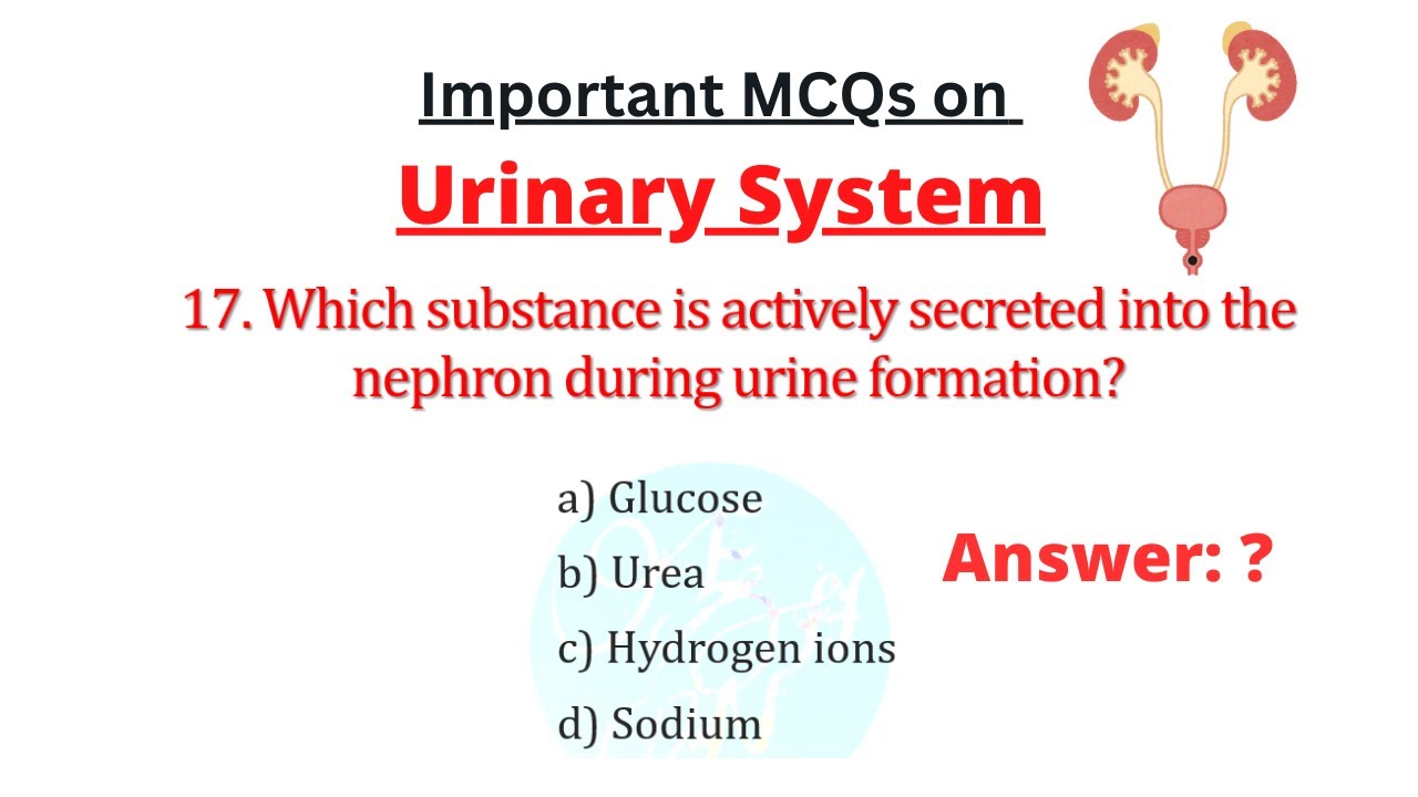 Important MCQs on the Urinary System with Answers for medical exams