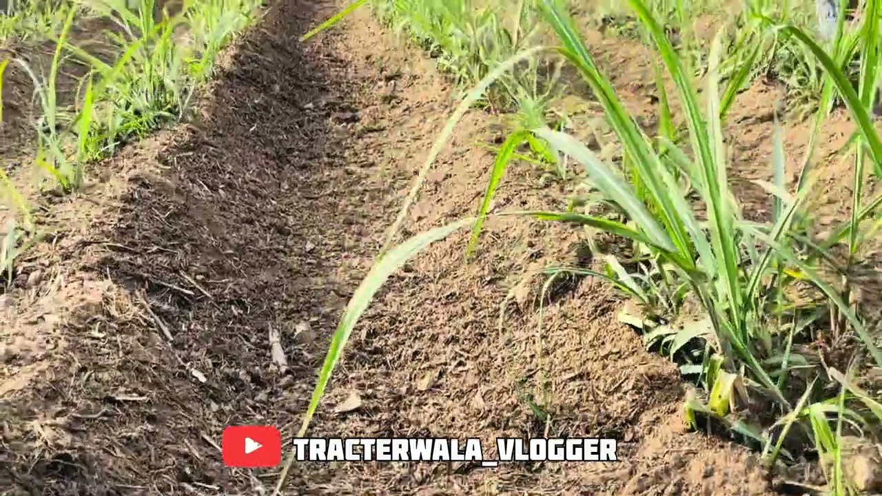 पाचट कुट्टी केलेल्या उसाच्या खोडव्यात ४-Wheel ट्रॅक्टरने भर लावली | शेतकऱ्यांची मोठी समस्या सुटली!
