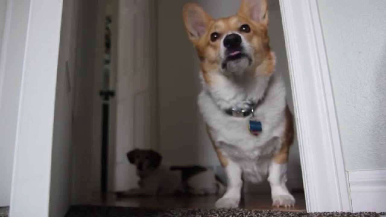 Talking Corgi