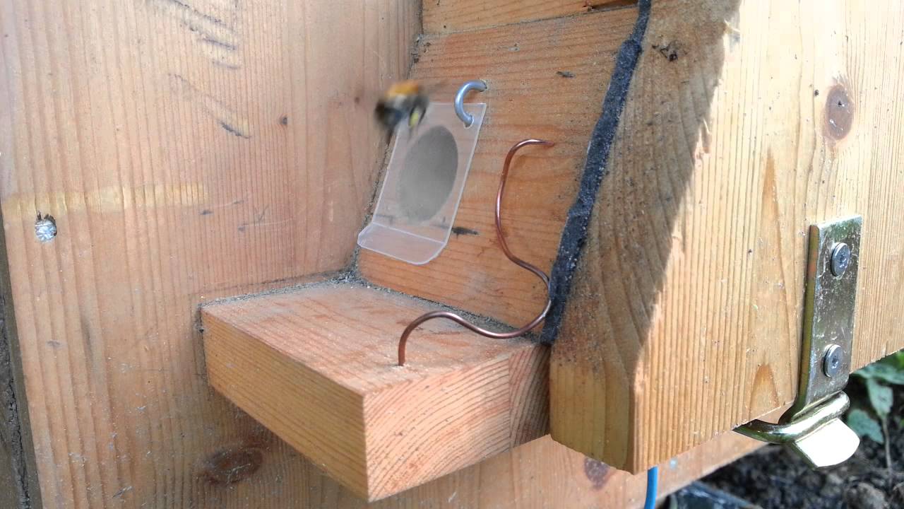 Ackerhummelk&ouml;nigin und Arbeiterin