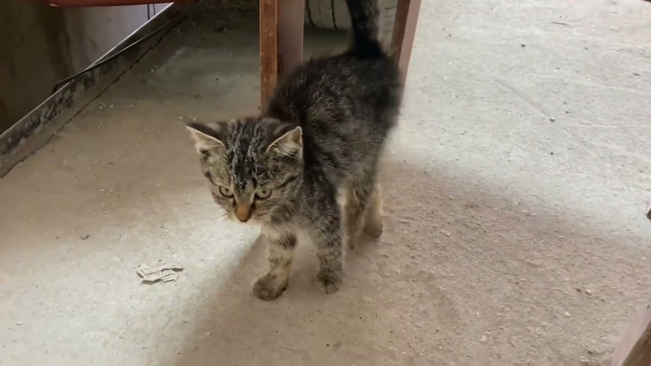 Диагностика infinity fx35 2007 г. Часть 2