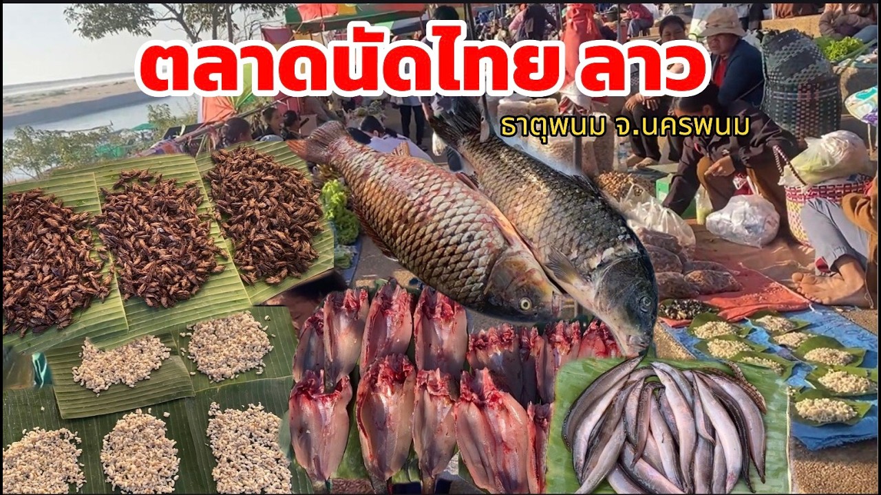 บรรยากาศตลาดนัดไทย-ลาว 5 กพ 2569 ตลาดเปิดหลังงานนมัสการพระธาตุพนม ของเริ่มมาขาย ของป่าของแซบบ้านเฮา
