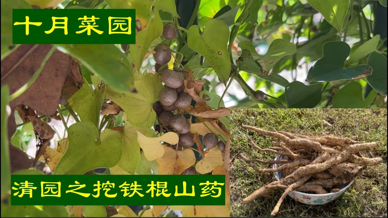 十月清园挖铁棍山药--第一次实验性用山药段和山药豆种山药，证明防草布挡不住山药往土里长