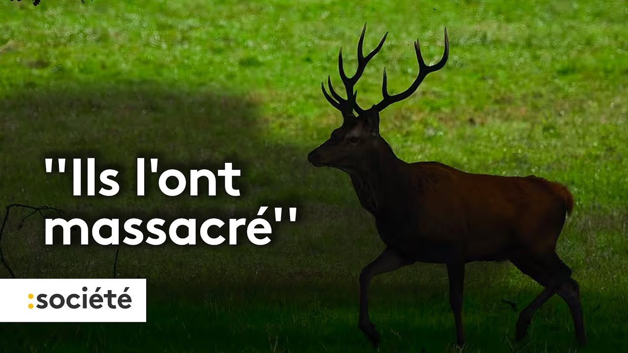 Un cerf tué dans une propriété de Luc Besson dans l'Orne