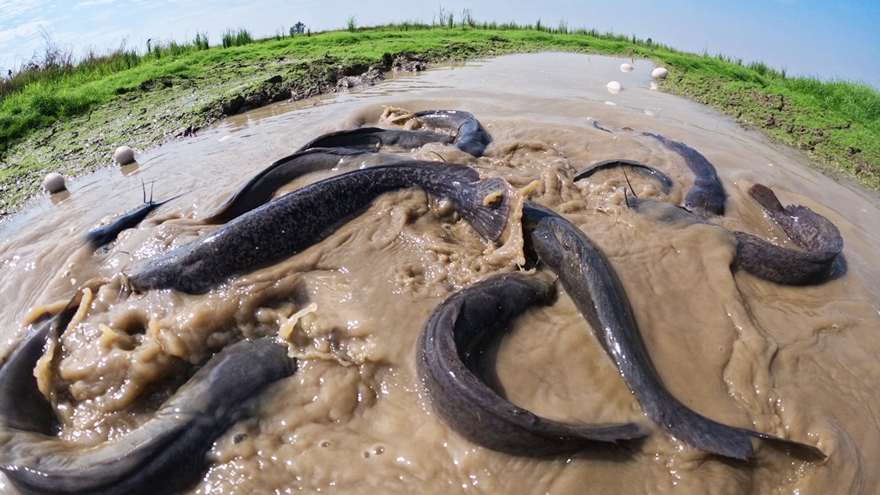 Best Hand Fishing - Fisherman catch a lot of fish and pick eggs in mud water by using techniques