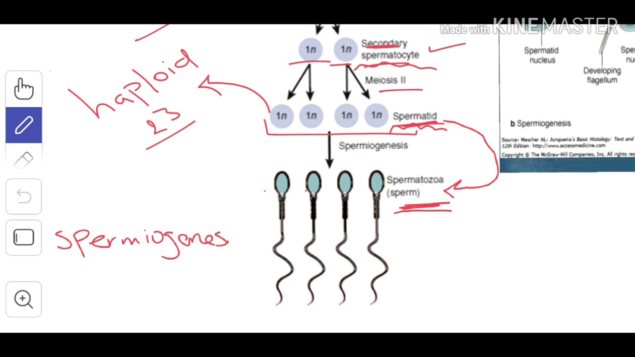 Embryology 2: Spermatogenesis