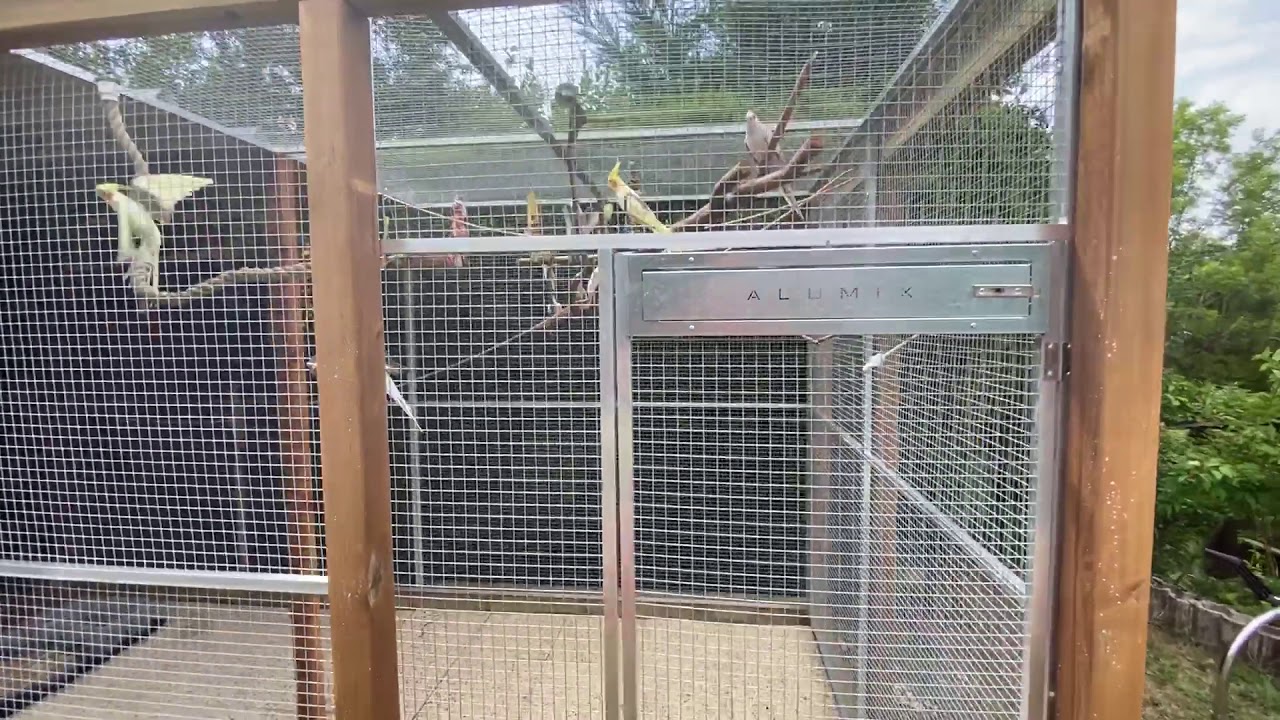 Voli&egrave;re Calopsitte ondul&eacute;e perruche oiseaux