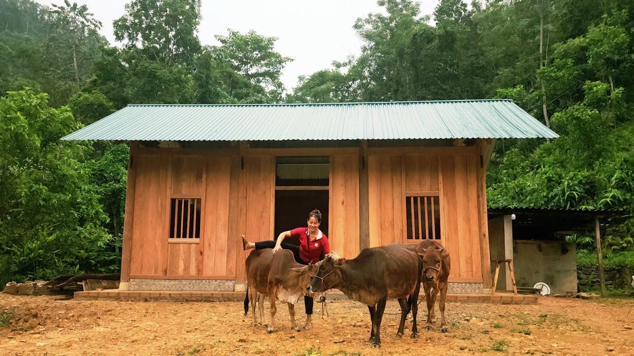 A single woman built a wooden house with her own hands; she was given a herd of cows as a gift.