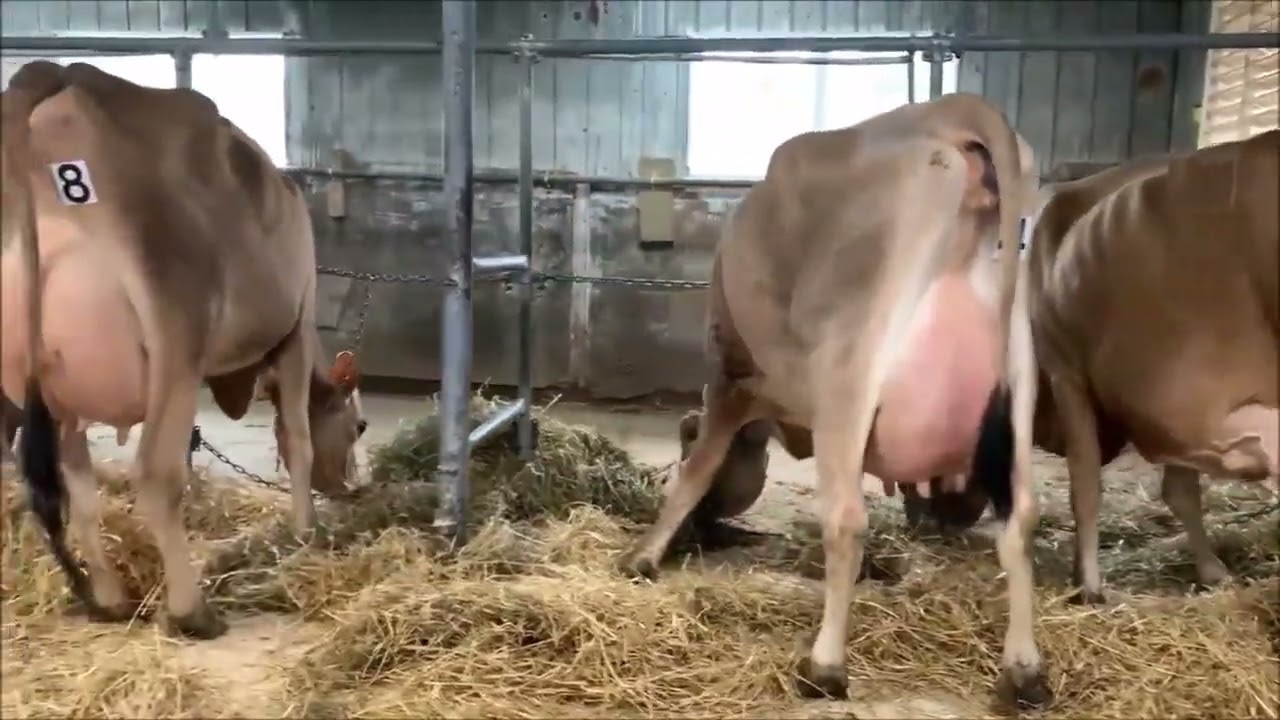 Vidéo Jersey & Holstein💥Encan Production Plus🔥 vendredi 27 mai 12h à St-Elzéar Bce