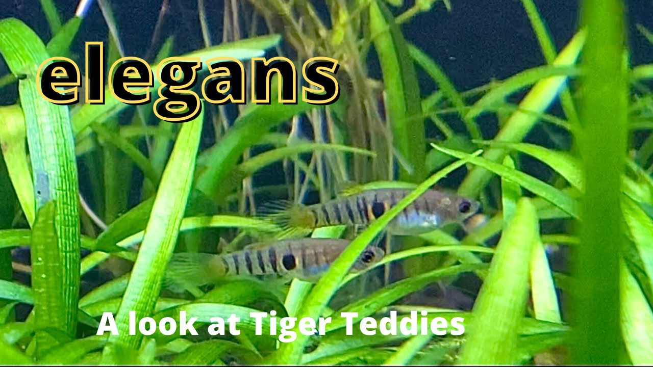 A Look at Neoheterandria Elegans