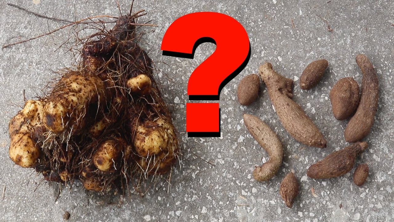 The Ultimate Prepper Survival Food?
