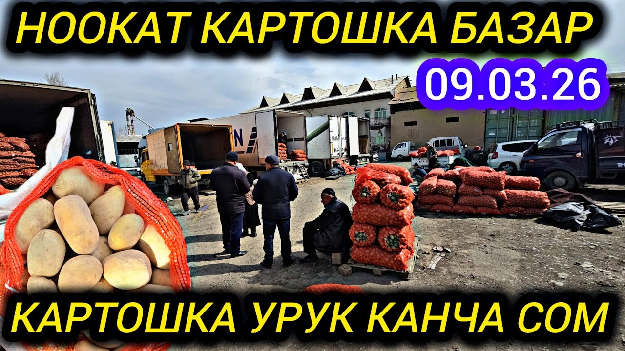 НООКАТ КАРТОШКА БАЗАР УРУК  КАНЧА СОМ 