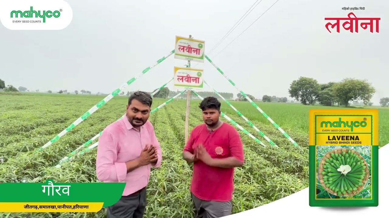 Mahyco  Okra Hybrid – Laveena - Panipat