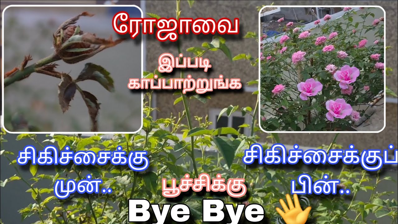 ரோஜாவுக்கு பூச்சிமருந்து தெளிப்பது எப்படி? | Rose 🌹 | Pesticide | Pest Control | Gardening | Tamil 