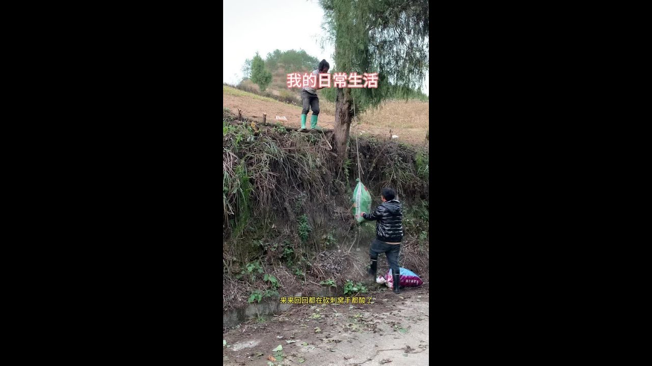 #农村生活日常 #农村田间地头 家人们快来呀，这么多红薯挖到什么时候去了