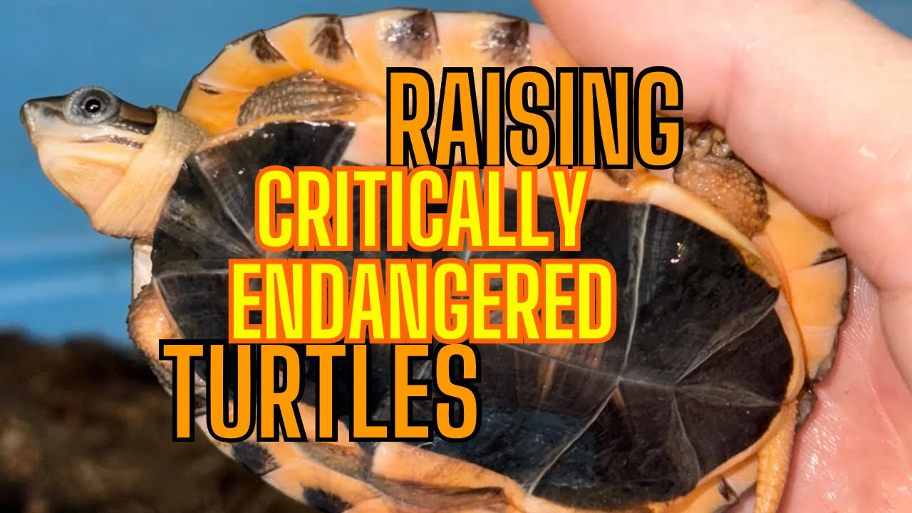 Endangered Baby Turtles