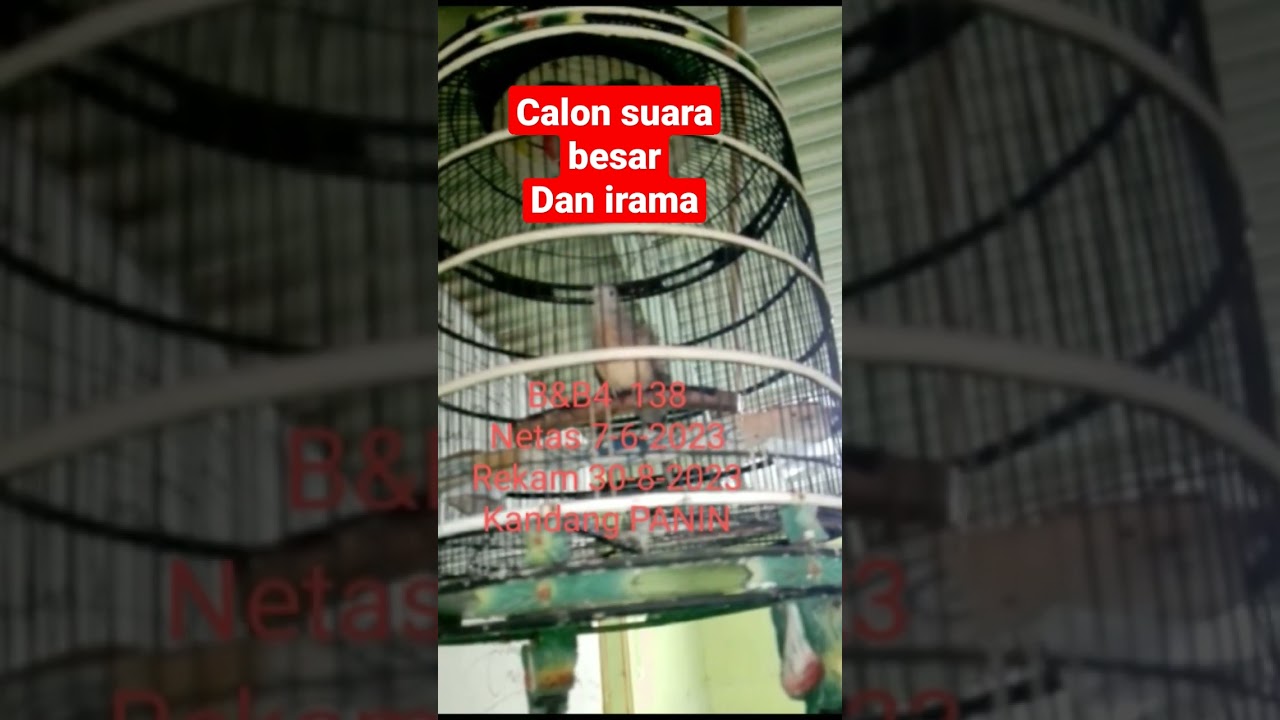 perkutut bangkok piyik suara gede