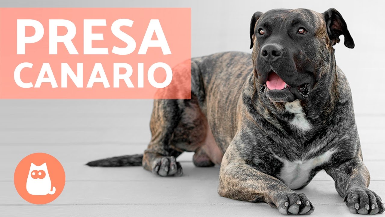 Presa canario o dogo canario - Carácter y características
