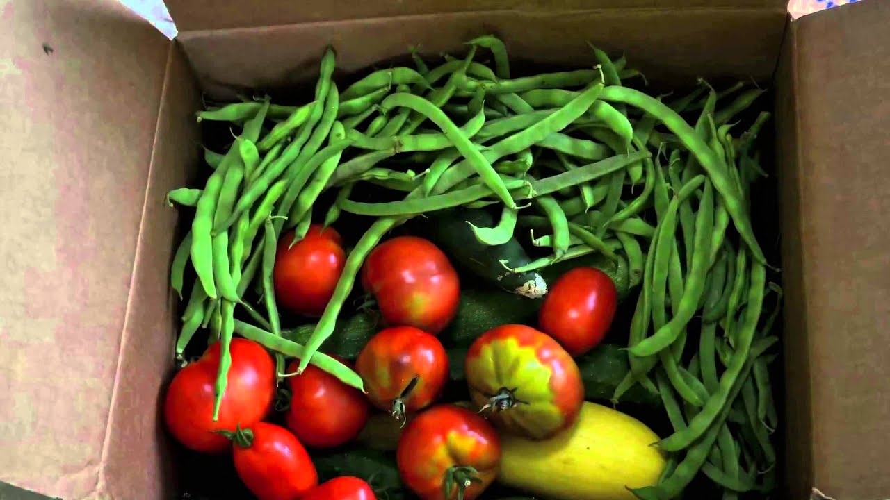 Amir Farm 2014