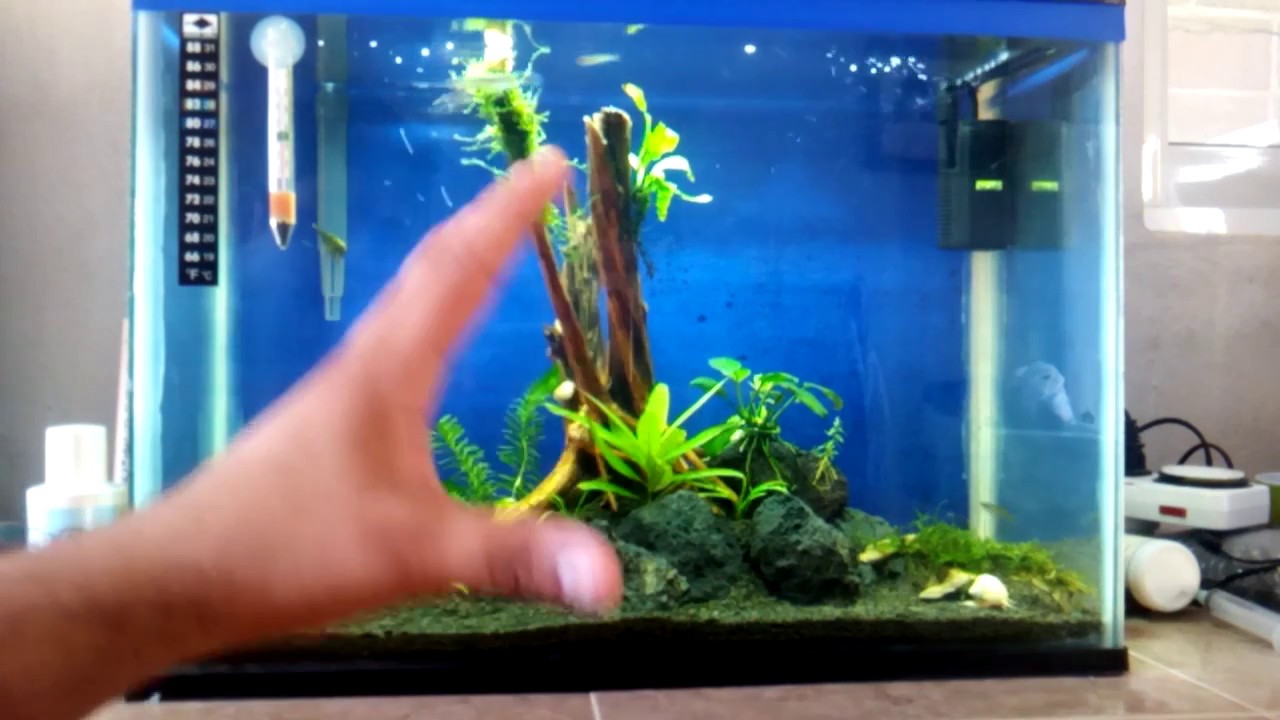 Ciclado o Maduración de un Acuario
