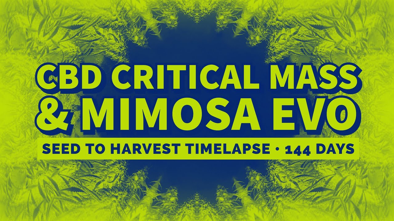 CBD Critical Mass by @phoenixseedsofficial & Mimosa EVO by @barneysfarm.genetics &bull; Seed to harvest