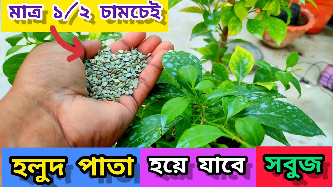 গাছের হলুদ🌾 হয়ে যাওয়া পাতা কে সবুজ🌲 করবে এই ফার্টিলাইজার  || Use of Sulphur Fertilizer ✅