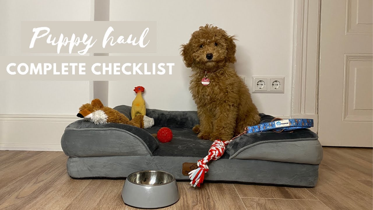 12 things you’ll need for your first puppy | Toy Poodle Lotti