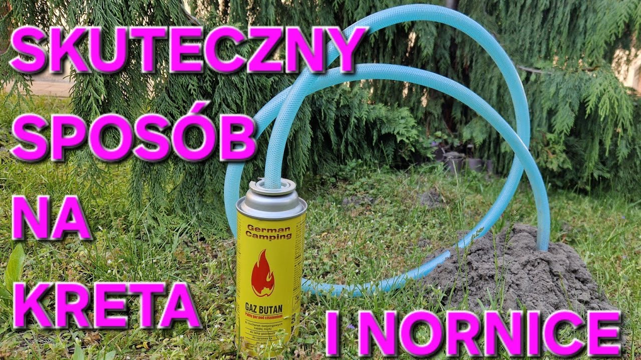 Jak pozbyć się KRETA z działki ➡️ Sprawdzony 100% skuteczny sps&oacute;b ma Kreta i Nornice