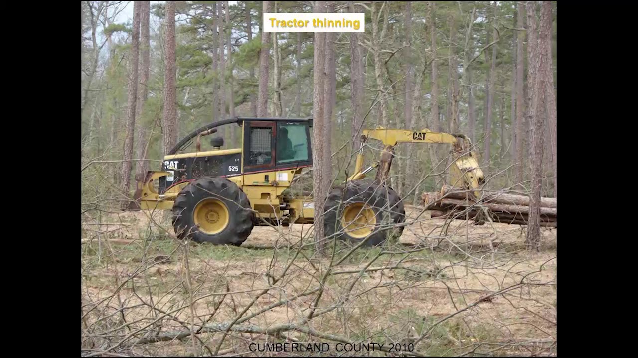A Working Forester&rsquo;s View of Shortleaf Pine: Its Loss and Bright Future at its Northern Limits