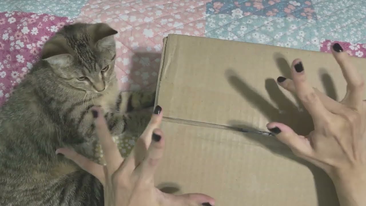 ASMR Unboxing Whispering Cat Toys & Cat Treats |www.petonly.ca w/ some crinkly