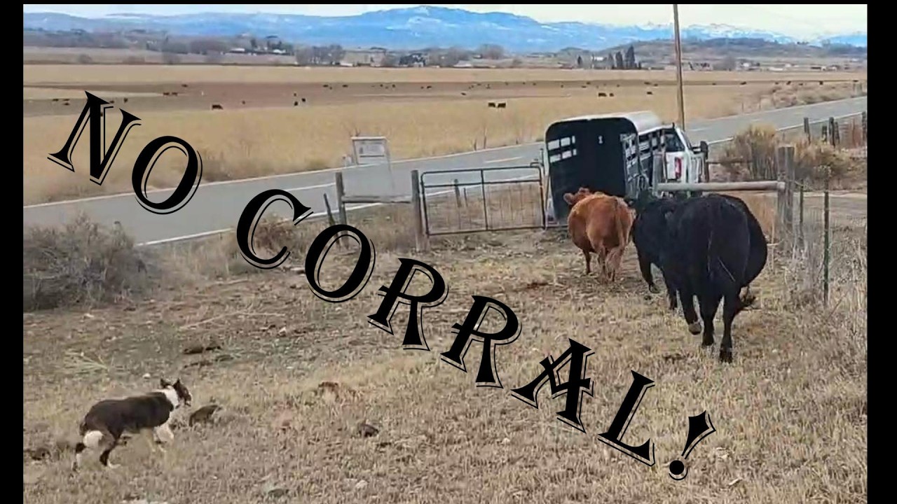 Loading Cattle Without Portable Panels — Can We Make It Work?
