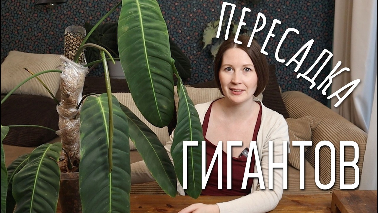 ПЕРЕСАДКА ГИГАНТОВ! Черенкуем, приводим в порядок ОГРОМНЫЕ растения в моей коллекции