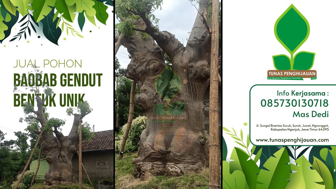 Jual Pohon Baobab Gendut Super Jumbo Unik dan Langka 1 di Indonesia