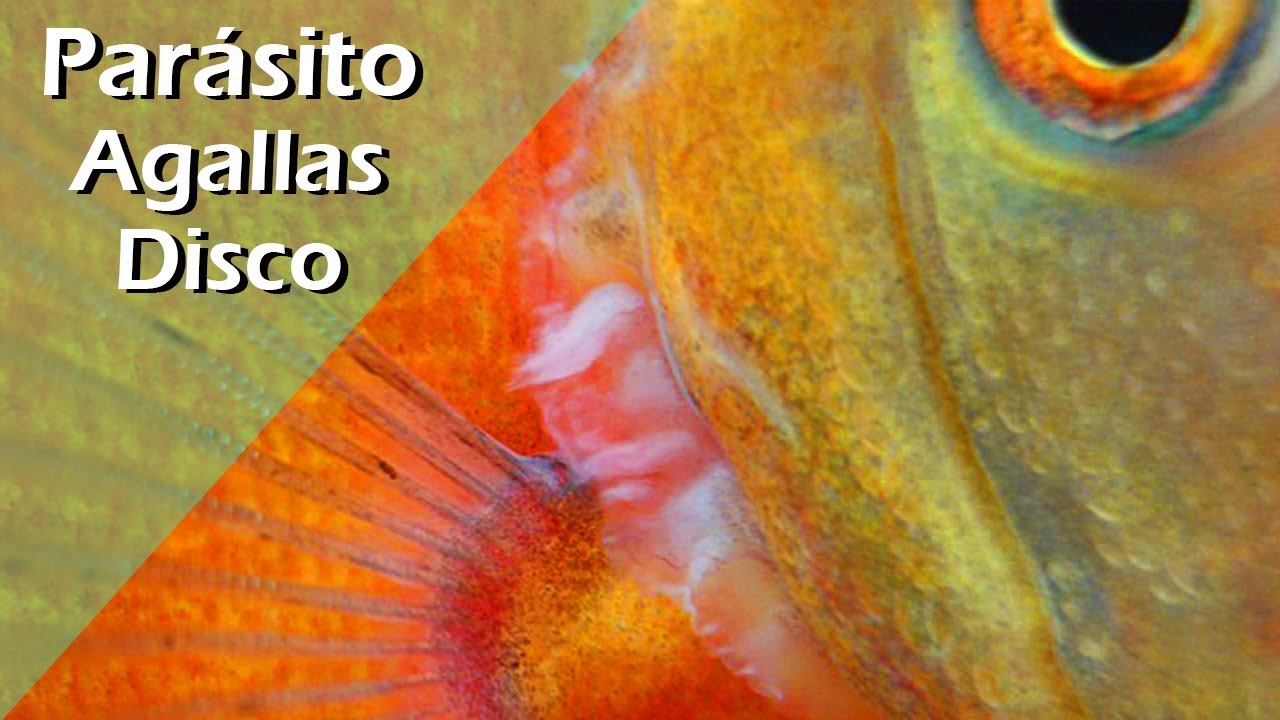 165👾😡.- Parásito en las AGALLAS de PECES DISCO . Mejor TRATAMIENTO paso a paso