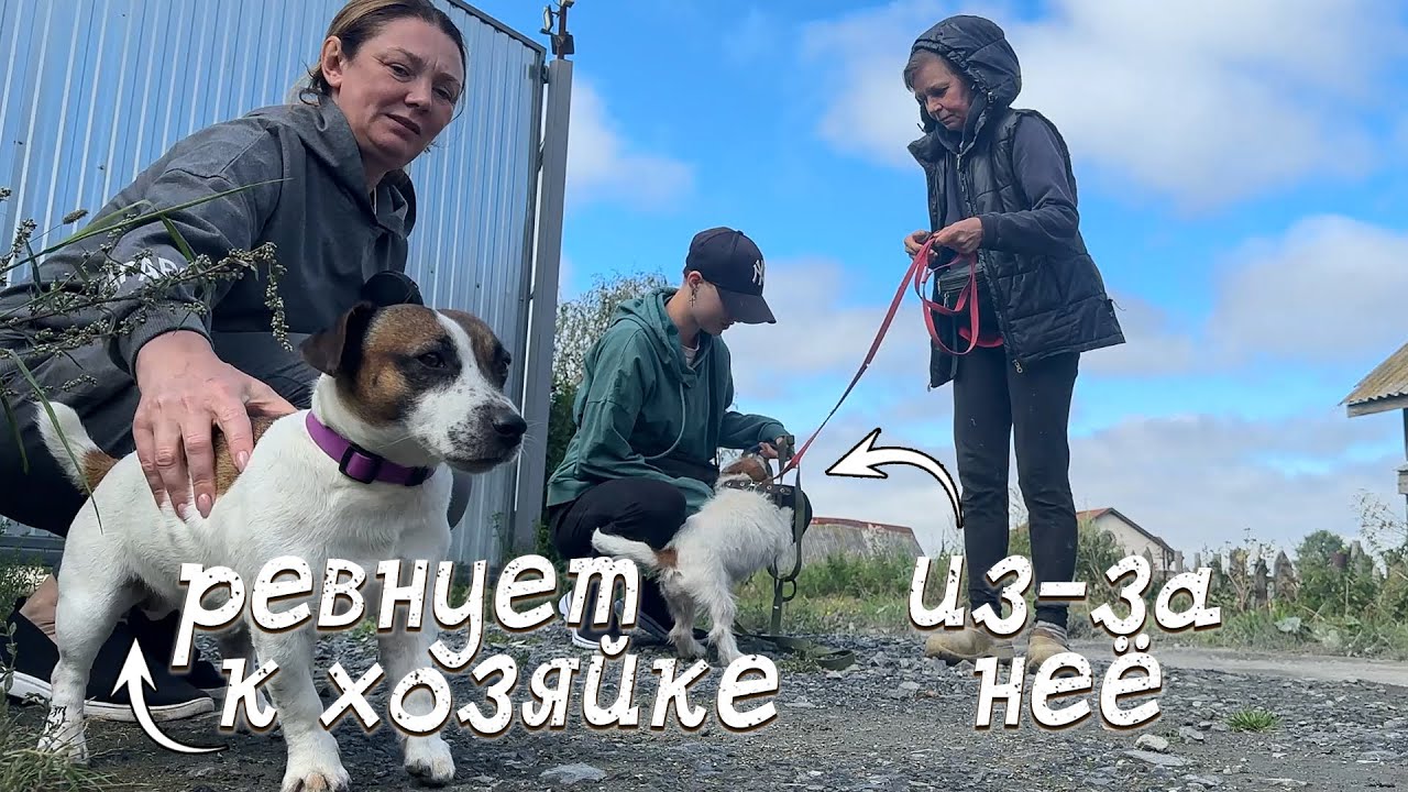 Смогут ли подружится два разных собачьих характера?! / Помощь приехала откуда не ждали!