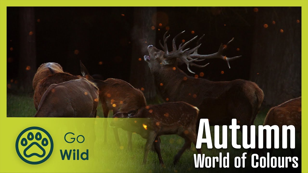 Autumn – World of Colours | Go Wild