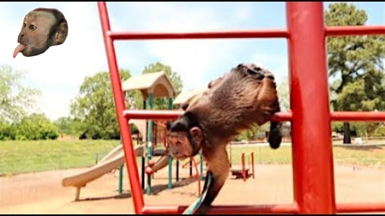 Monkey Visits PlayGround!