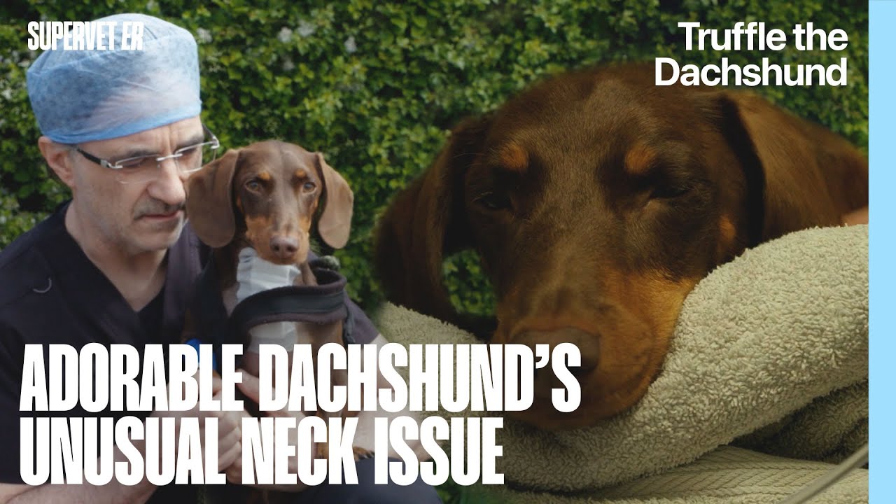 Adorable Dachshund with a Very Unusual Neck Issue | Supervet ER