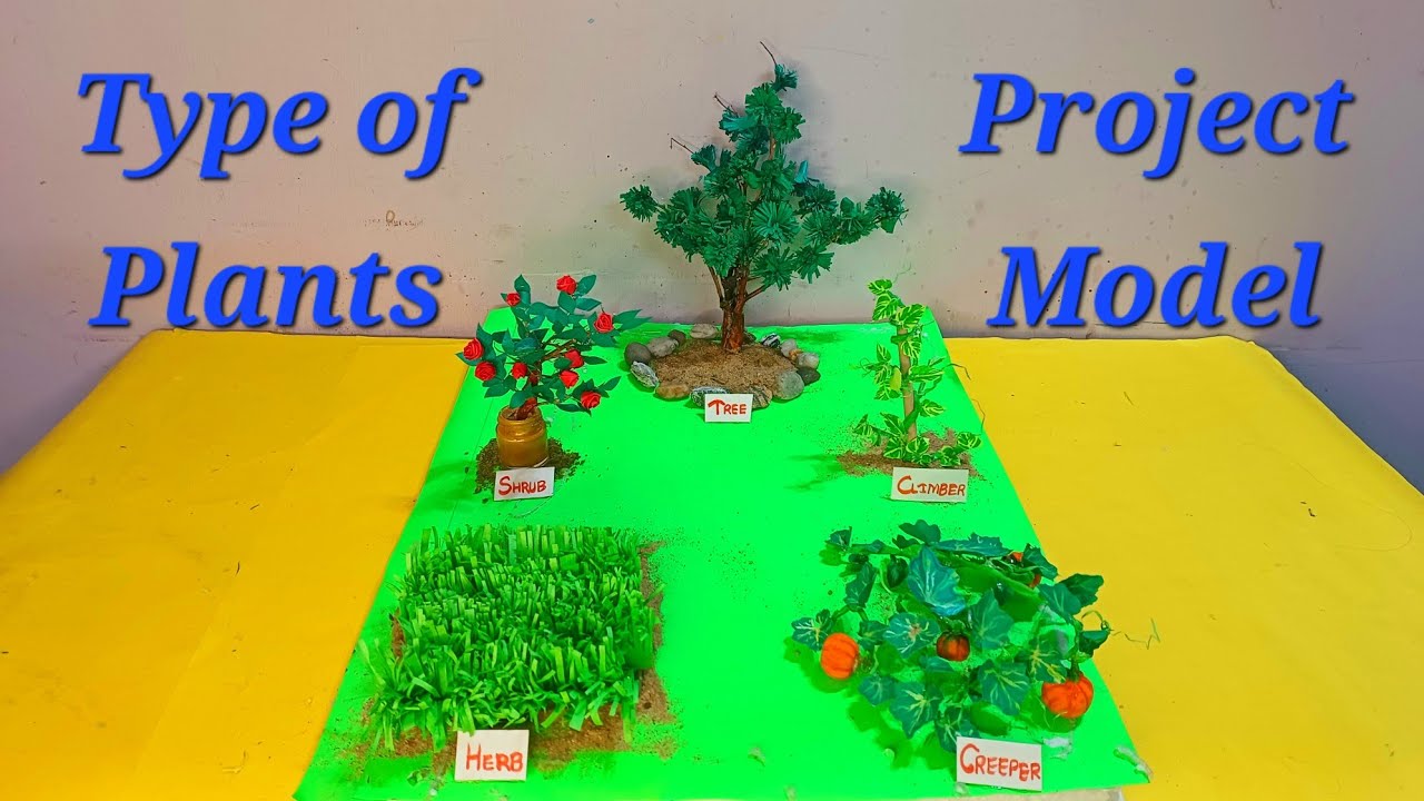 Type of Plants model school project | Types of Plant Science project Model