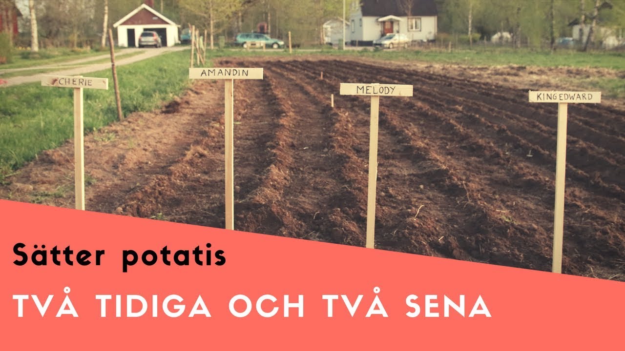 Sätter potatis