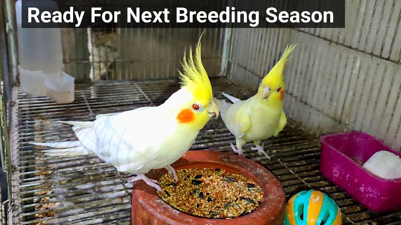 Cockatiel Ready For Next Breeding Season | Cockatiel New Pair Breeding Preparation