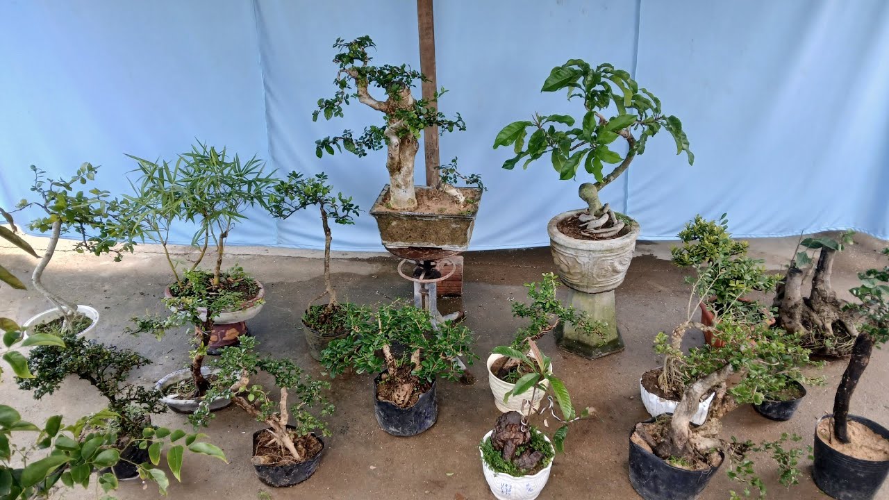 Trưa 5/2 