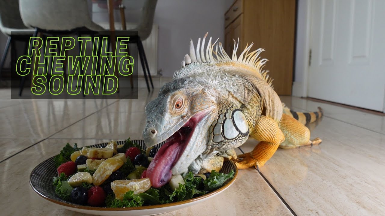 Intense Reptile Chewing ASMR: Satisfying Big Crunch Experience