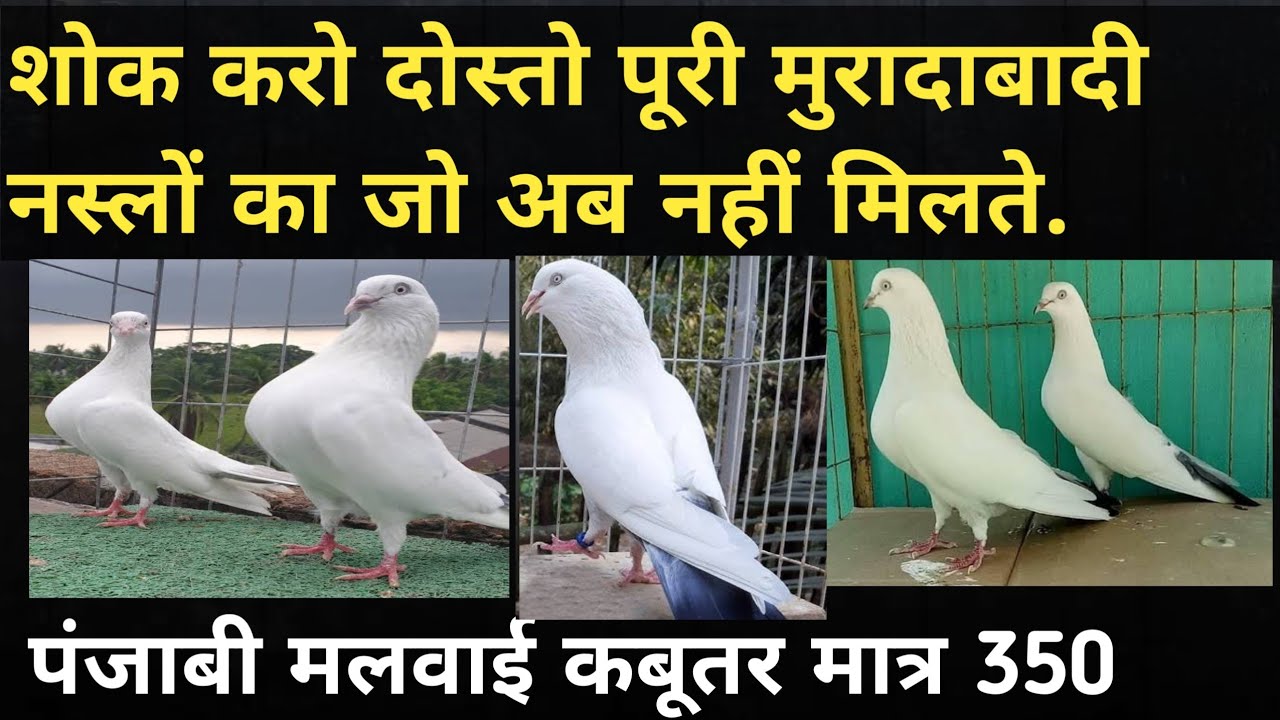 मुरादाबाद वाले फेमस कलपरे कल्दुमे पुराने कबूतर |पंजाबी मलवाई कबूतर |20/11/24 [7428613578]